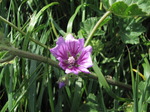 SX06680 Close up of single flower of Common Mallow (Malva sylvestris).jpg